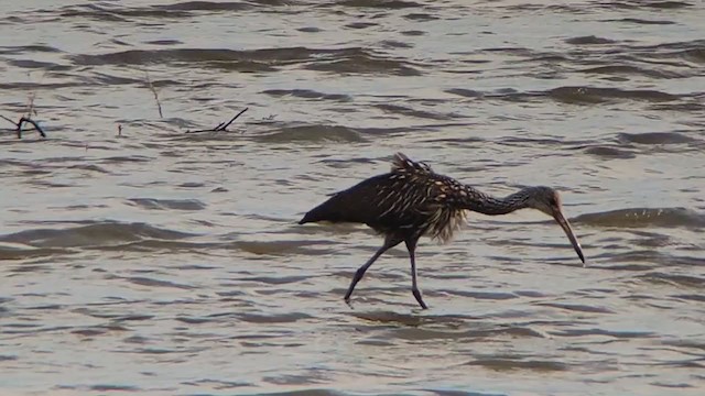 Limpkin - ML383318141