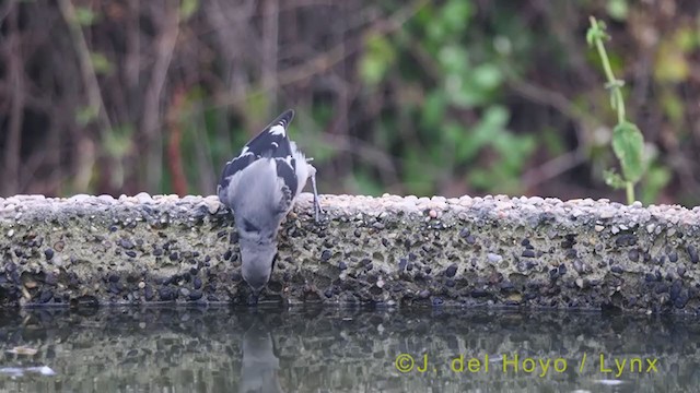 Iberian Gray Shrike - ML383318961