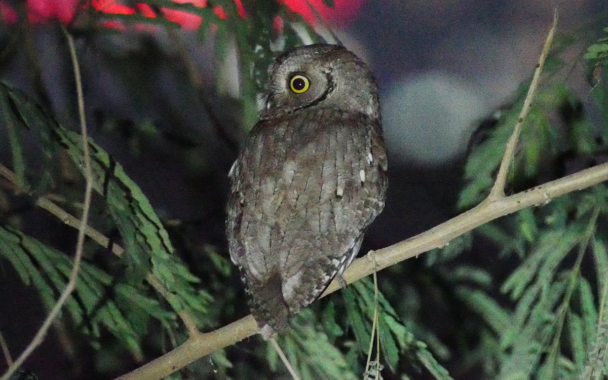 scops-owl sp. - ML383321901