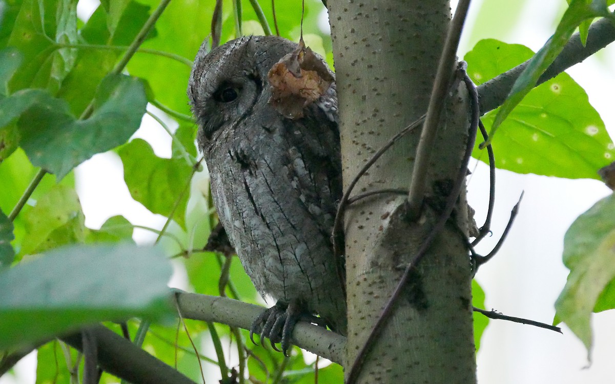 scops-owl sp. - Sandeep Biswas