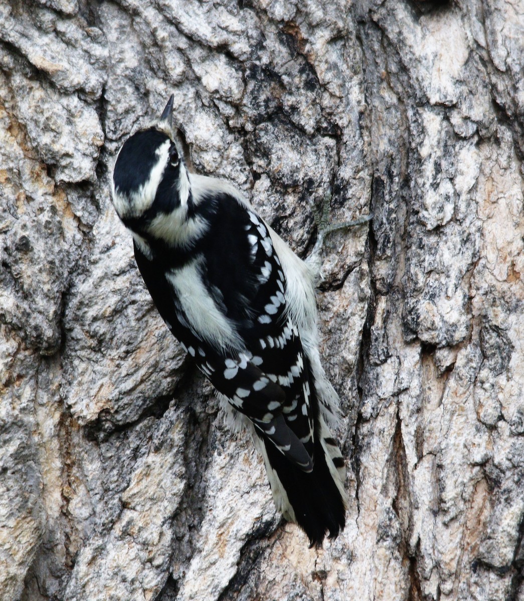 Downy Woodpecker - ML383323861