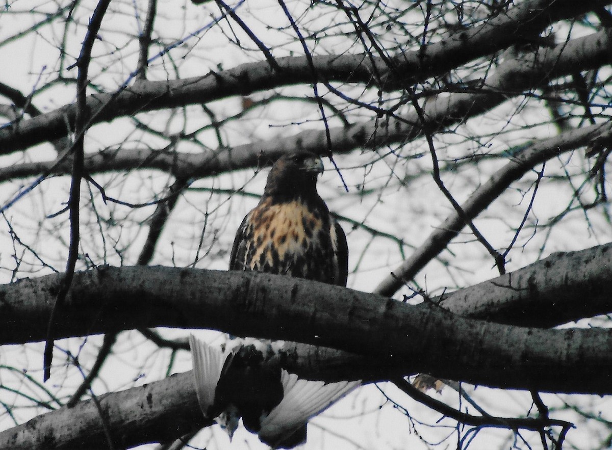 Red-tailed Hawk - ML383325481