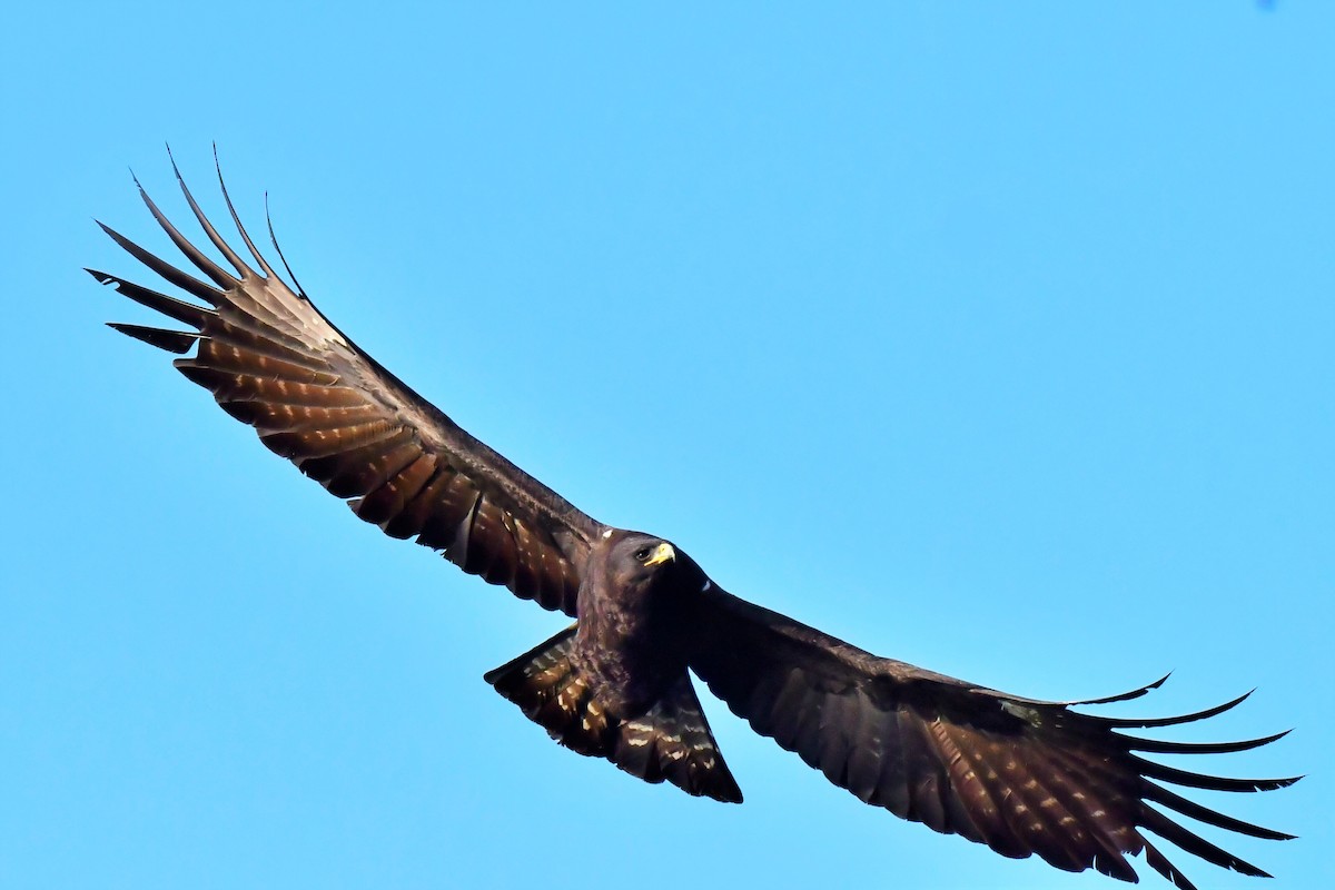 Black Eagle - Yi Ming（逸明） Chen（陳）