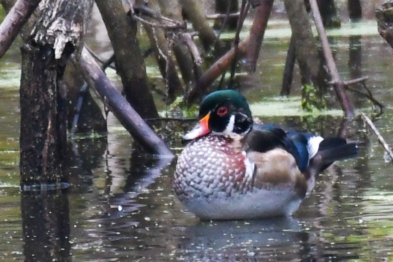 Wood Duck - Traci Gentry