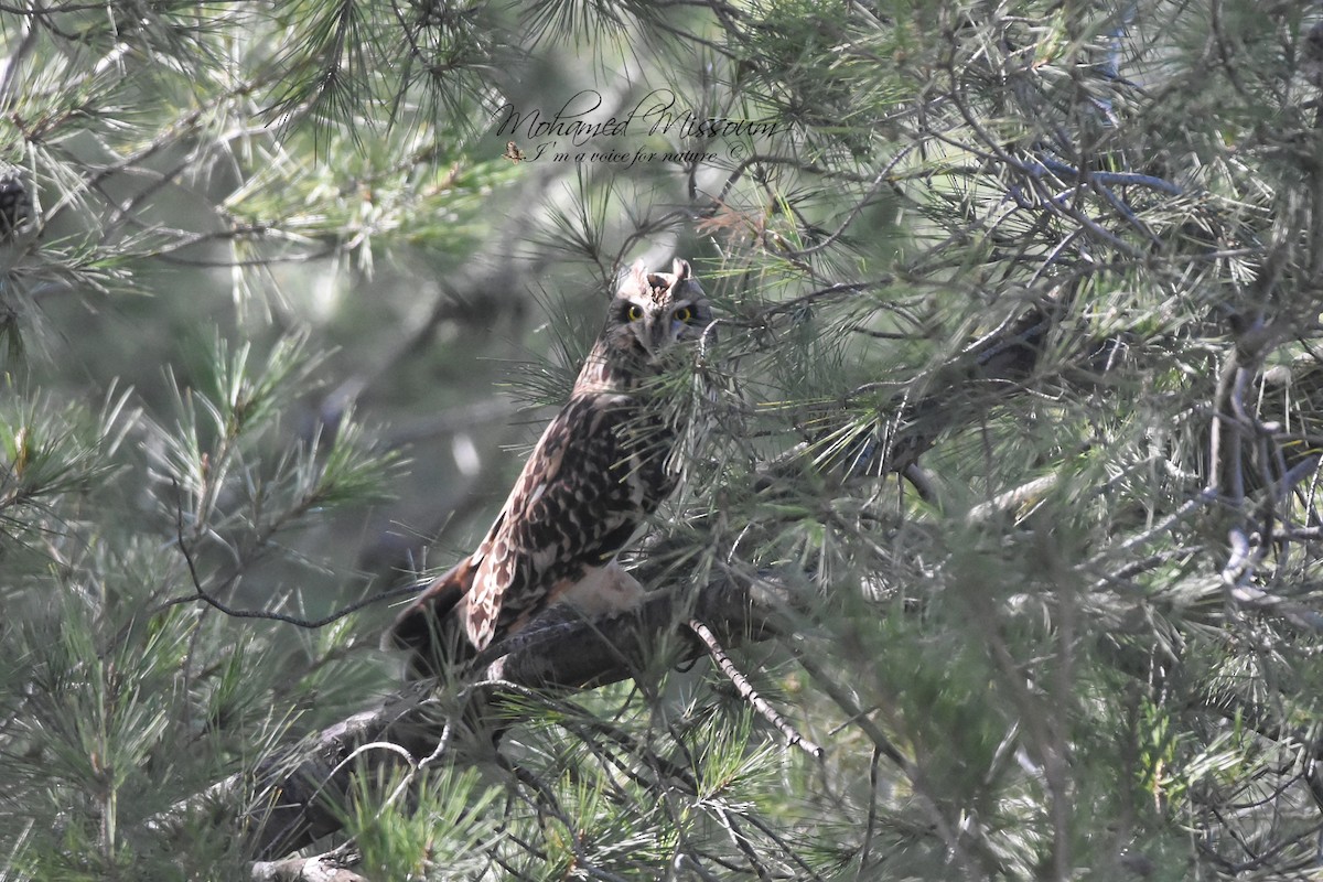 Short-eared Owl - Mohamed Missoum