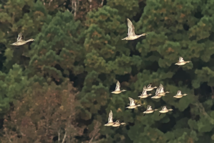 Northern Pintail - ML383329321