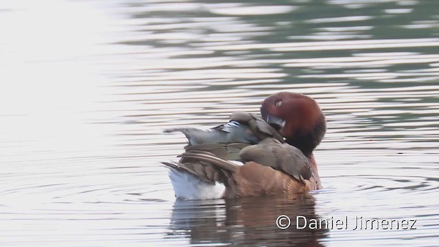 Ferruginous Duck - ML383331351