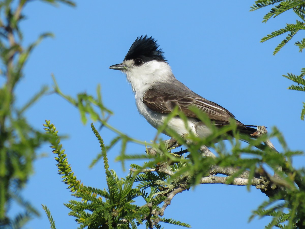 White-naped Xenopsaris - ML383331461