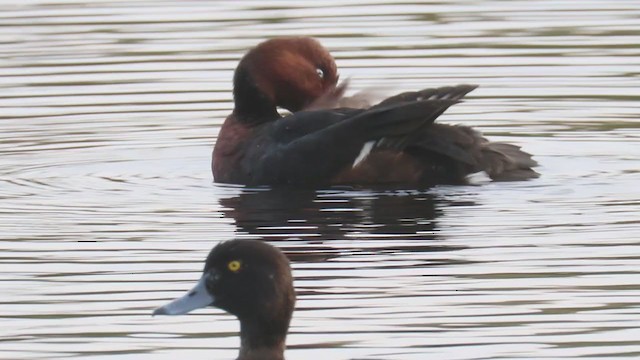 Ferruginous Duck - ML383331501