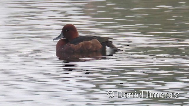 Ferruginous Duck - ML383331631