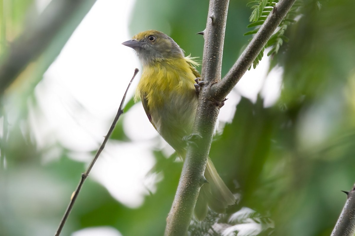 Lemon-chested Greenlet (Rio de Janeiro) - ML383332761