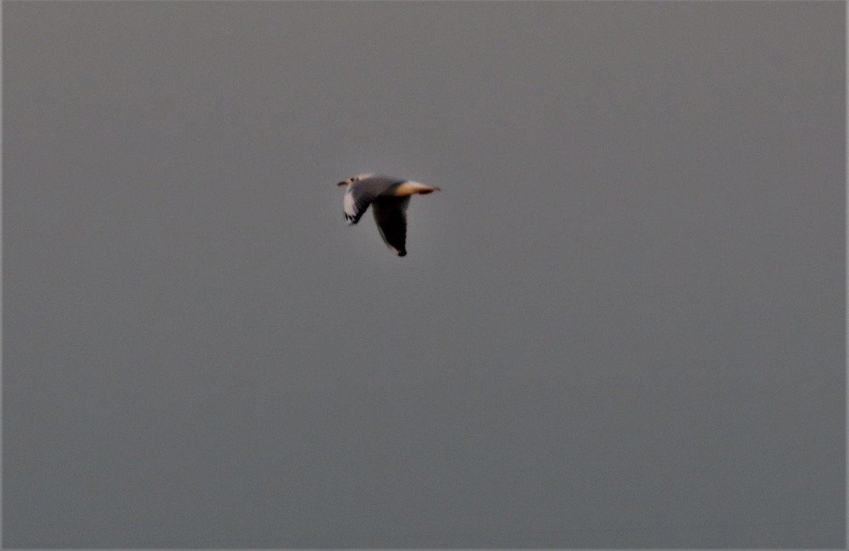 Black-headed Gull - ML383333471