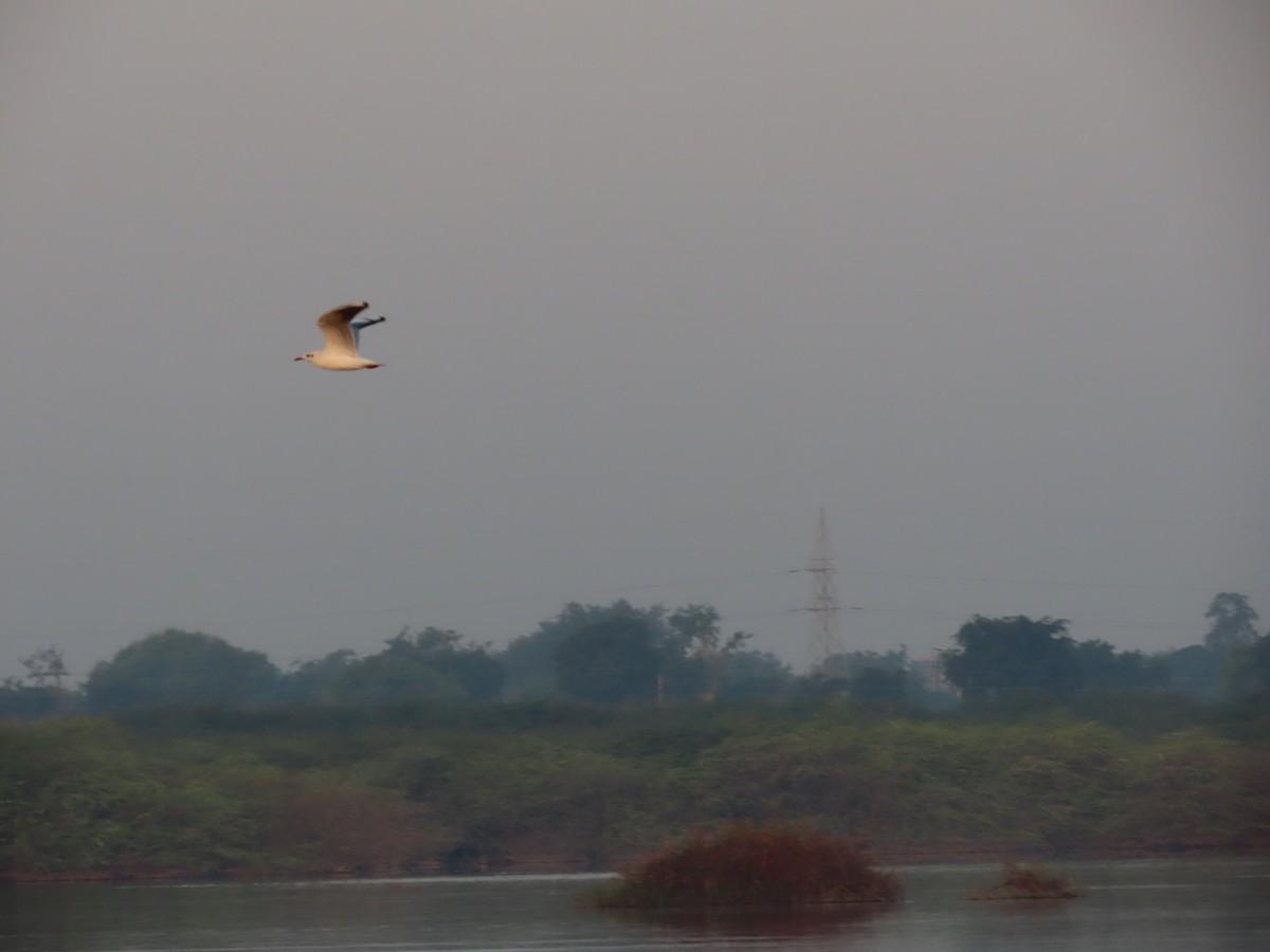 Black-headed Gull - Sreekumar Chirukandoth