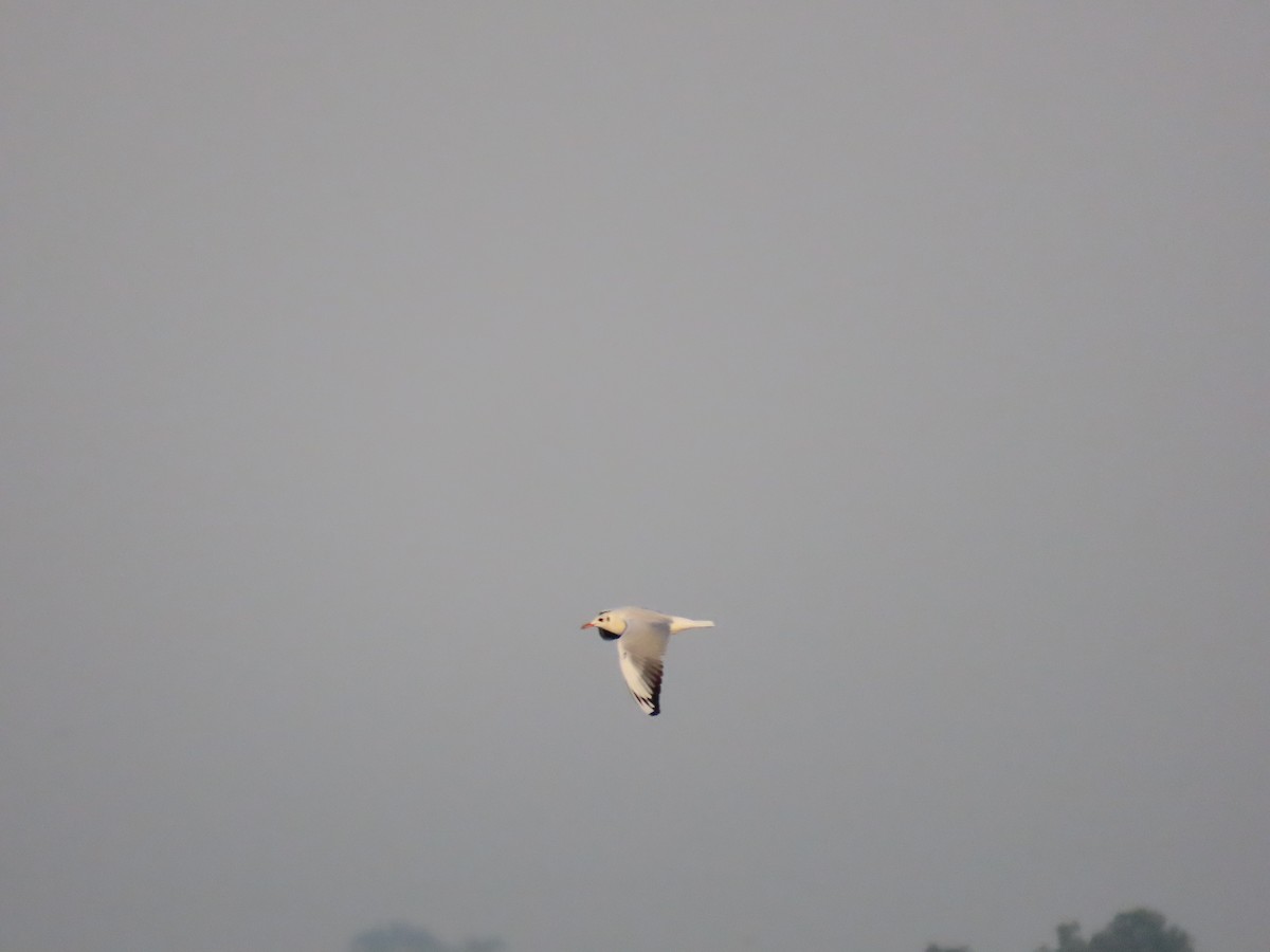 Black-headed Gull - ML383333661