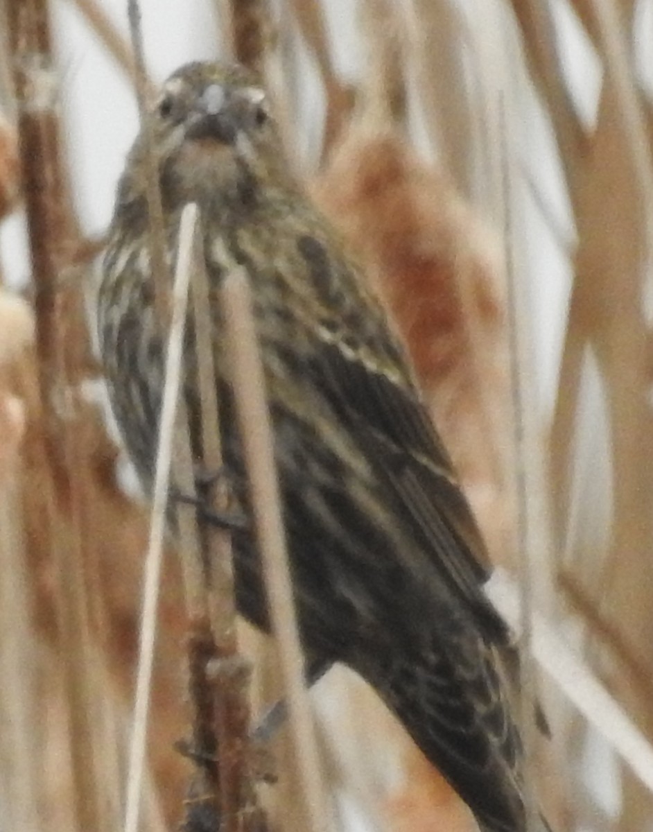 Red-winged Blackbird - David Plotkin