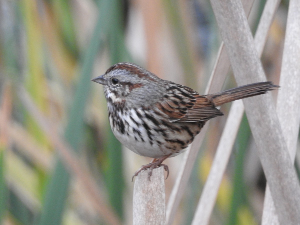 Song Sparrow - ML38333541