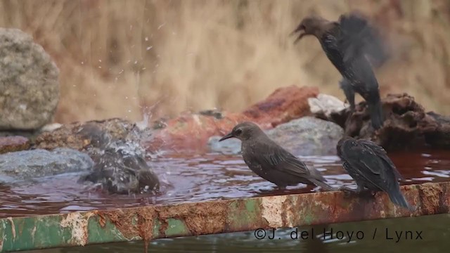 Spotless Starling - ML383335581