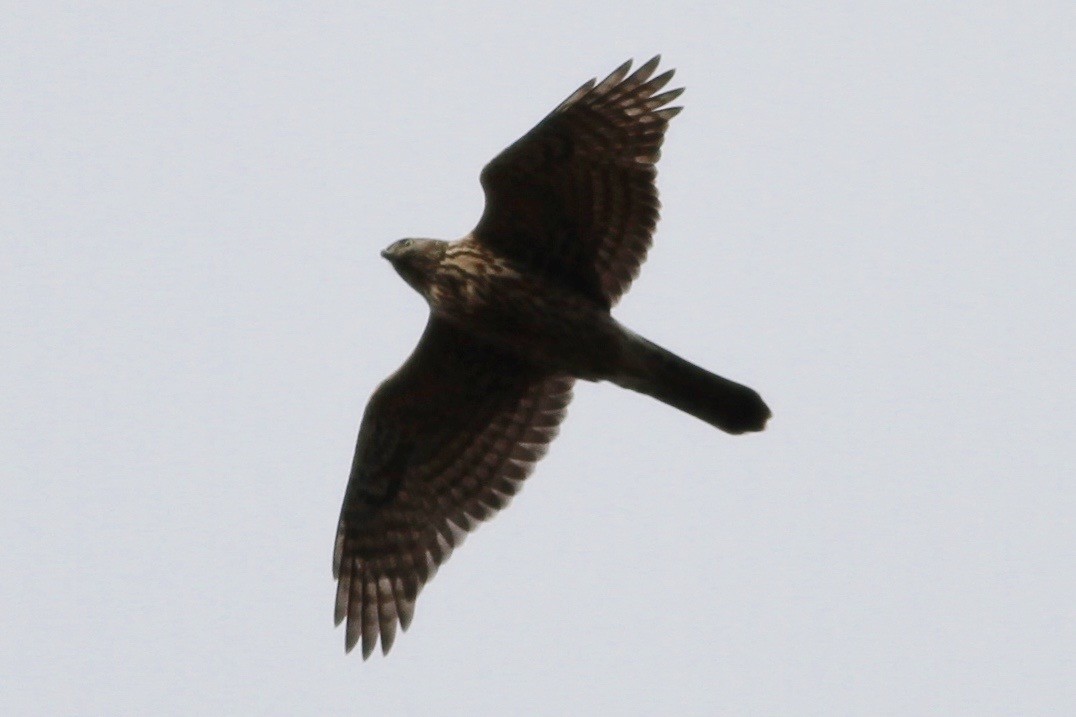 eBird Checklist - 26 Oct 2016 - Montclair Hawk Watch - 50 species