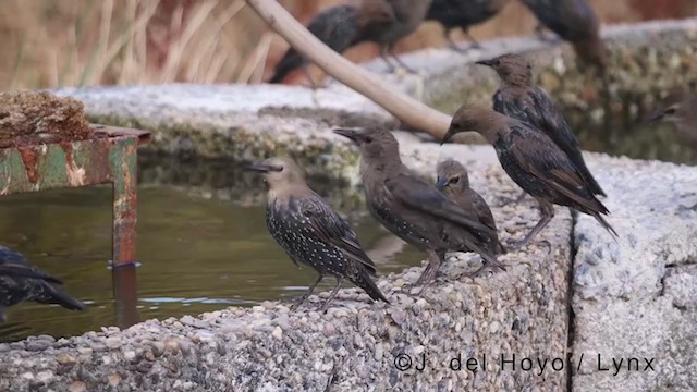 Spotless Starling - ML383335721