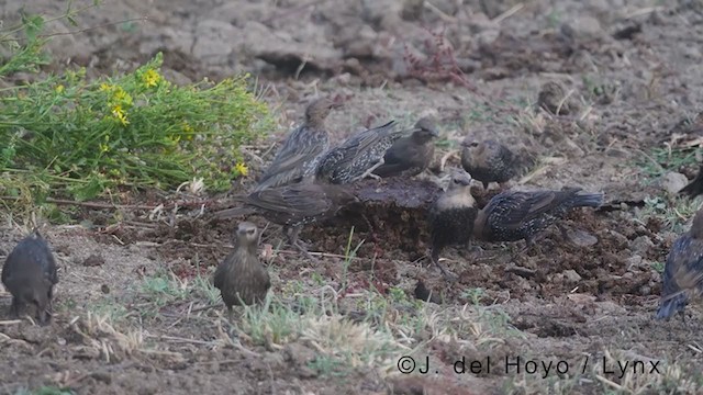 Spotless Starling - ML383335771