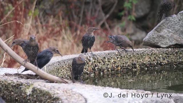 Spotless Starling - ML383336031