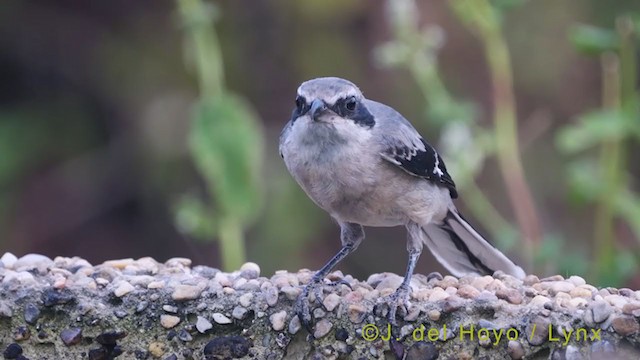 Iberian Gray Shrike - ML383337461