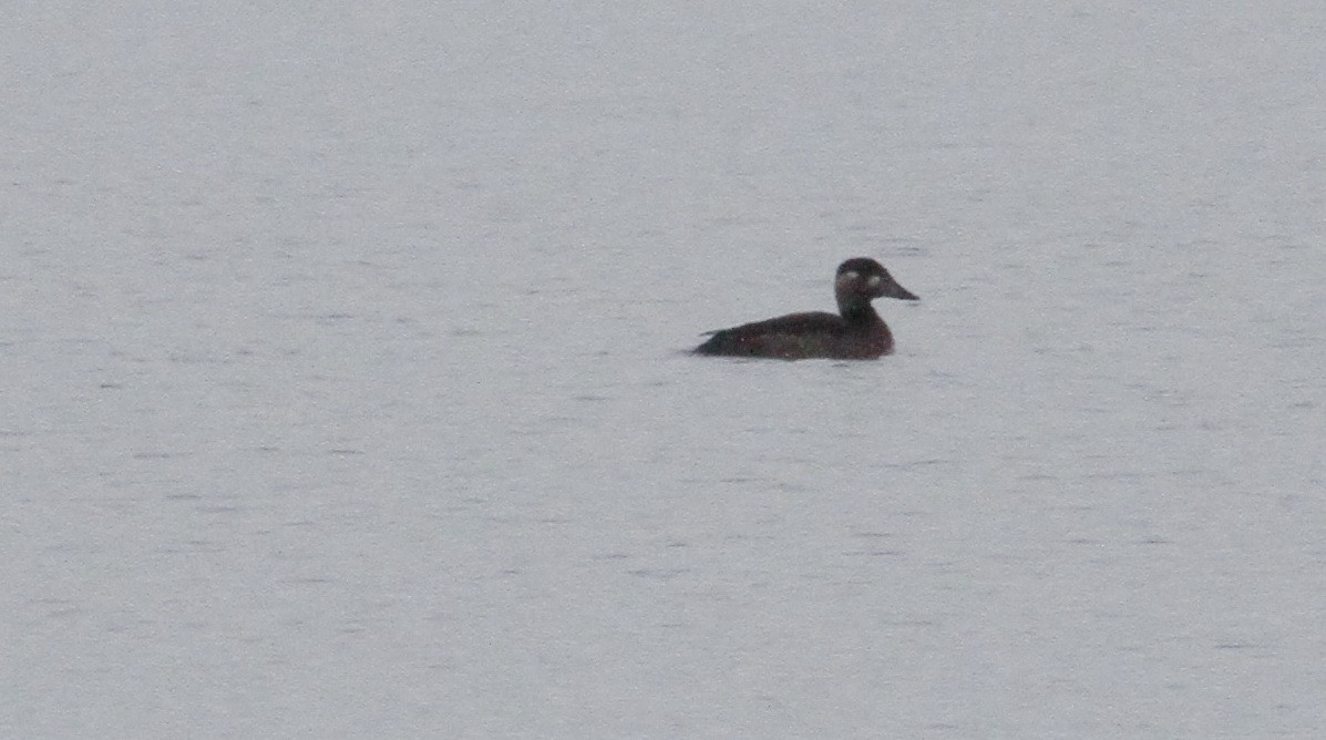 Surf Scoter - Gord Schirlie