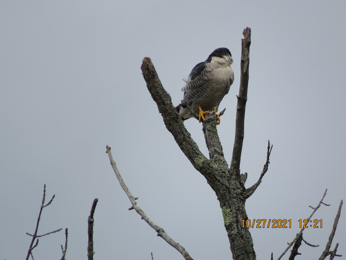 Peregrine Falcon - ML383338401