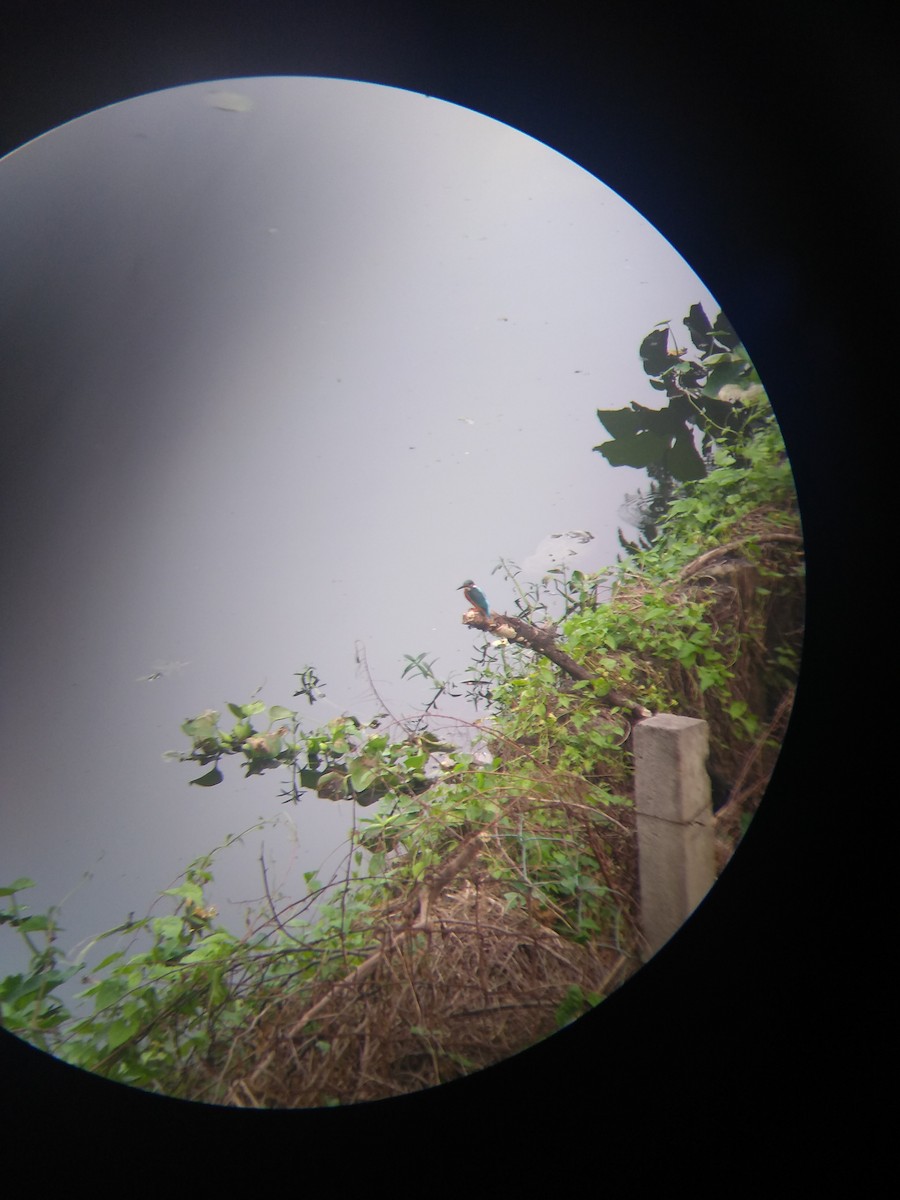 Common Kingfisher - ML383338691