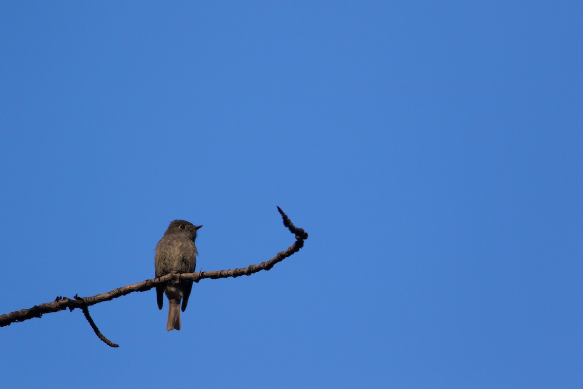 Hammond's Flycatcher - ML383338901