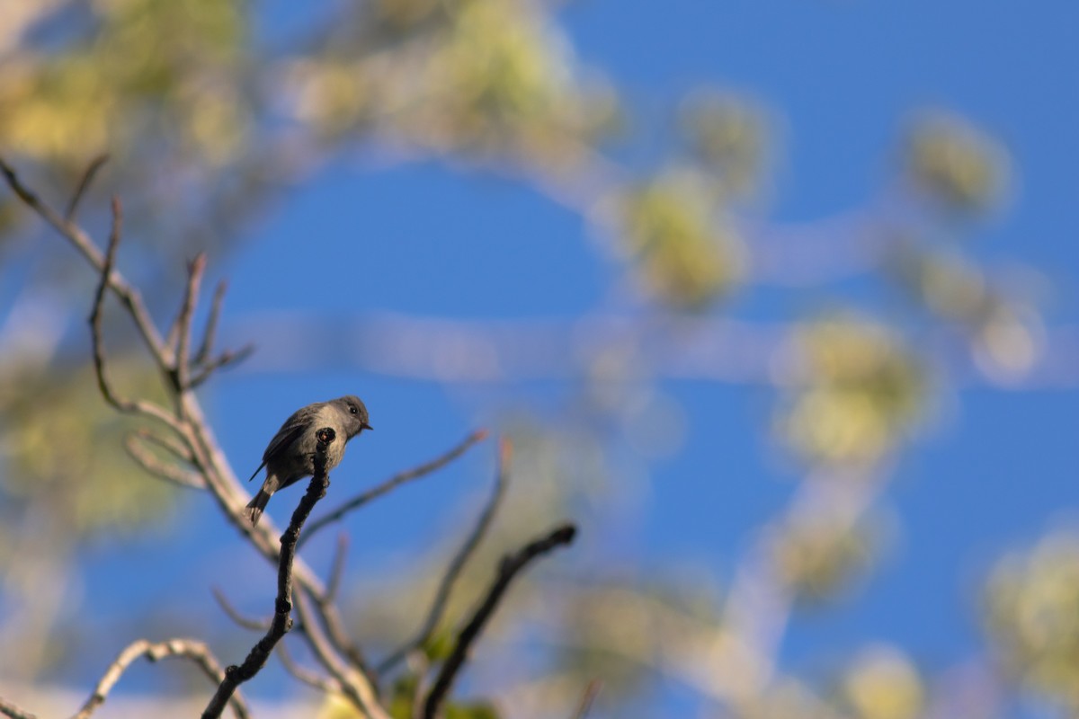 Hammond's Flycatcher - ML383338911
