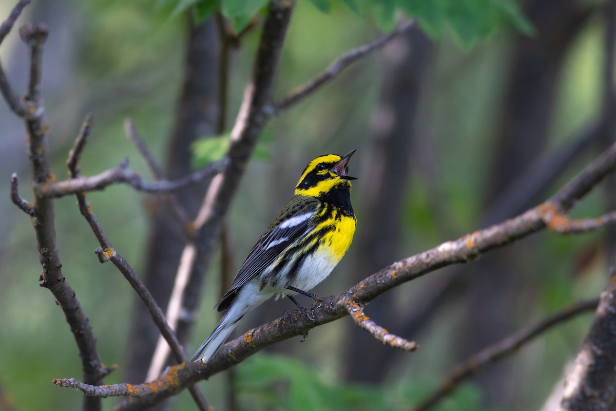Townsend's Warbler - ML383339621