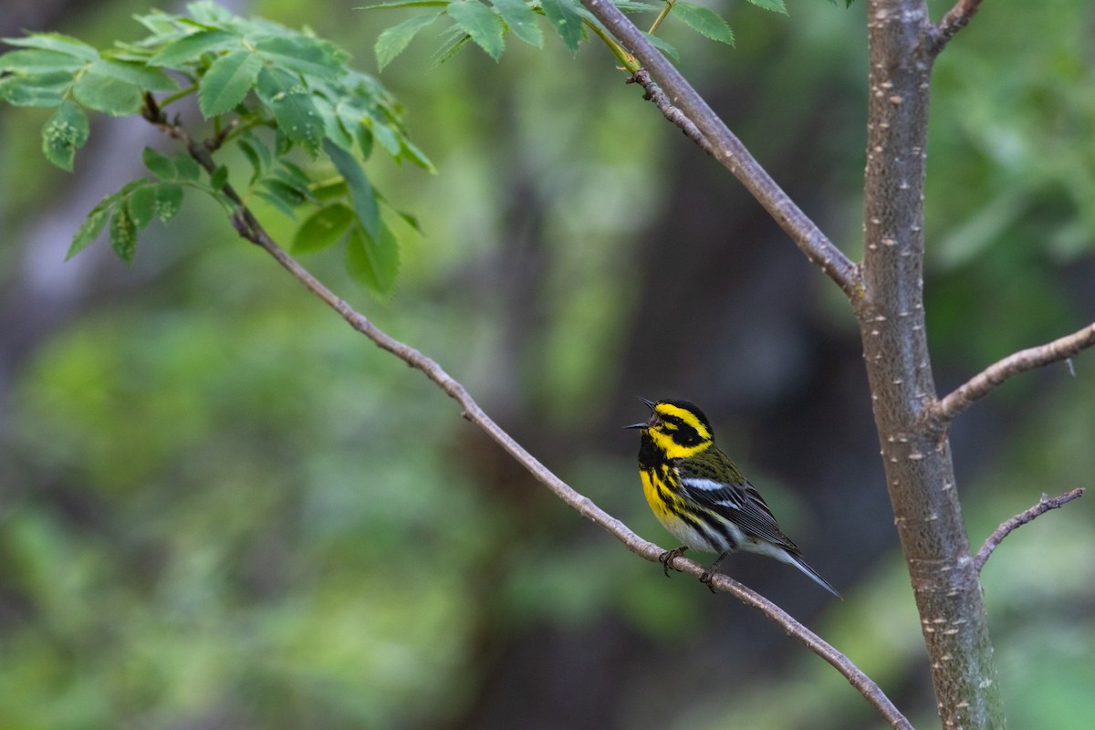 Townsend's Warbler - ML383339641