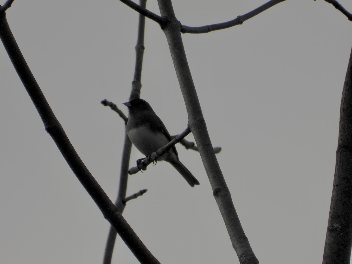 Dark-eyed Junco - ML383339831