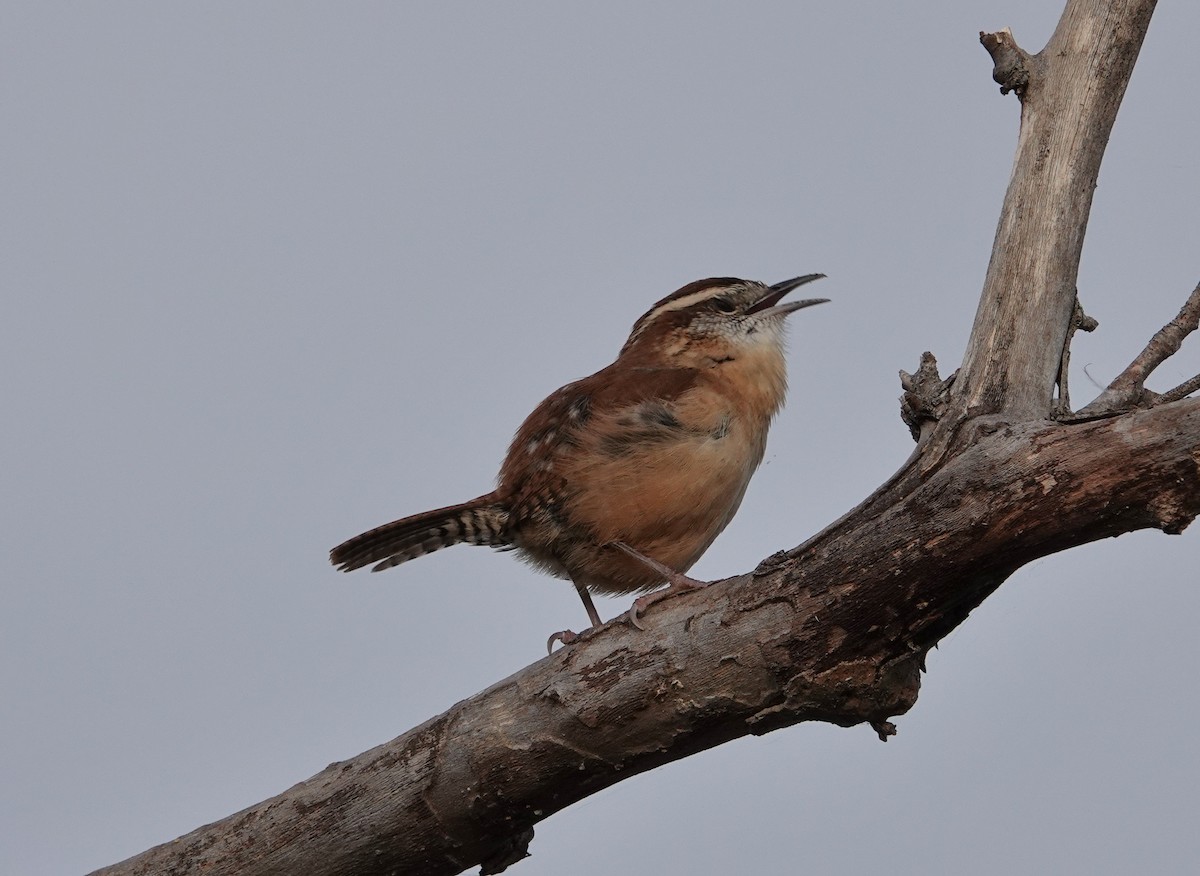 Carolina Wren - Mark Goodwin