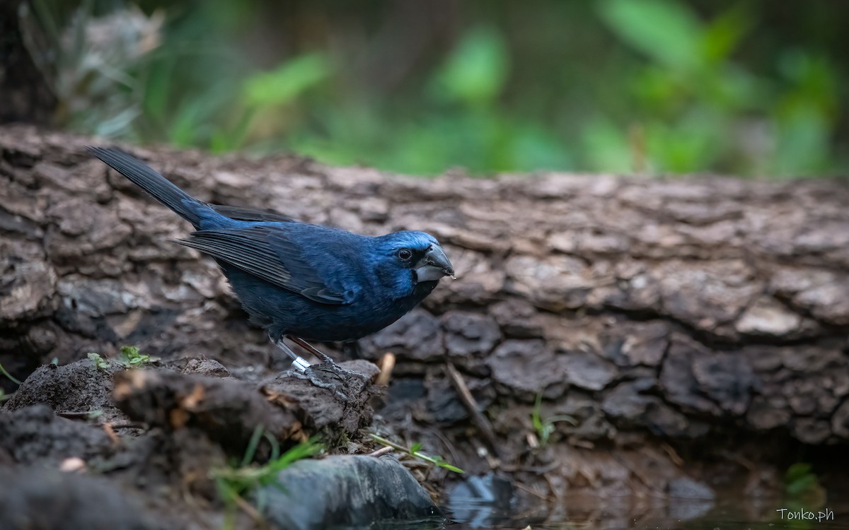 Ultramarine Grosbeak - ML383340891