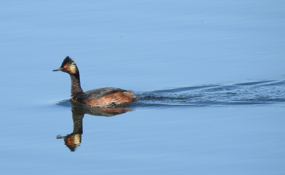 Eared Grebe - ML383343181