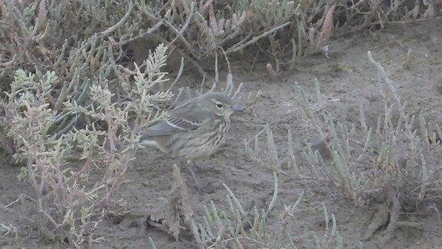 Rock Pipit - ML383344181