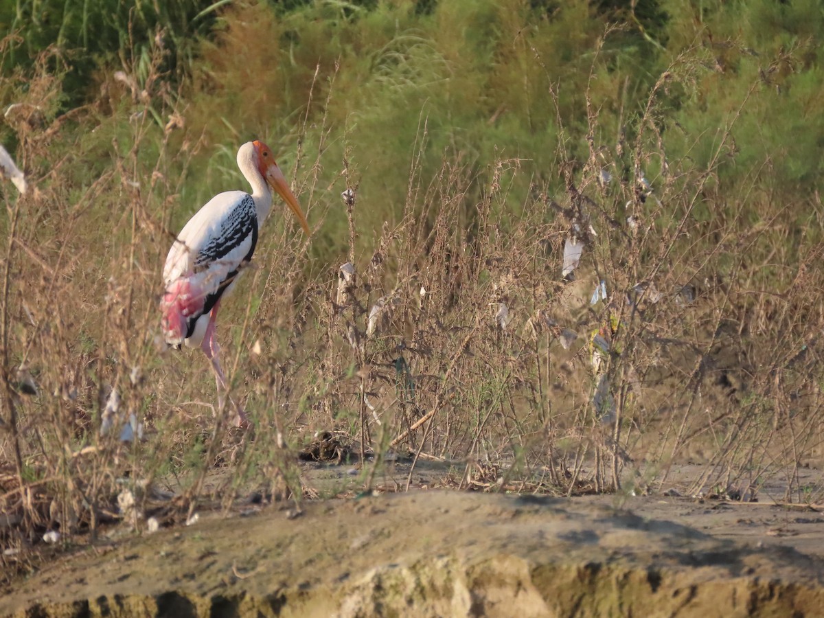 Painted Stork - ML383346671