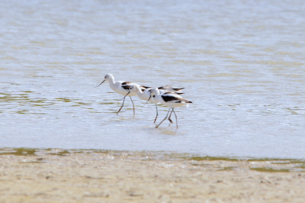 American Avocet - ML383347291