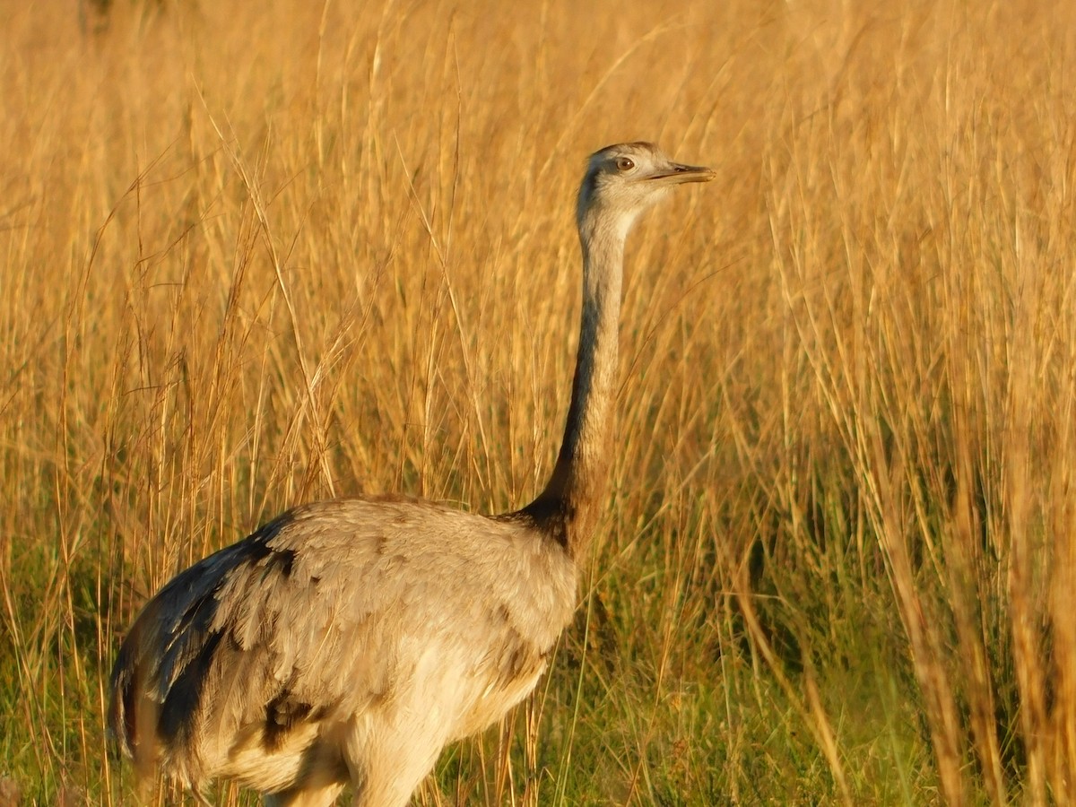 Greater Rhea - Genaro Mazzucco