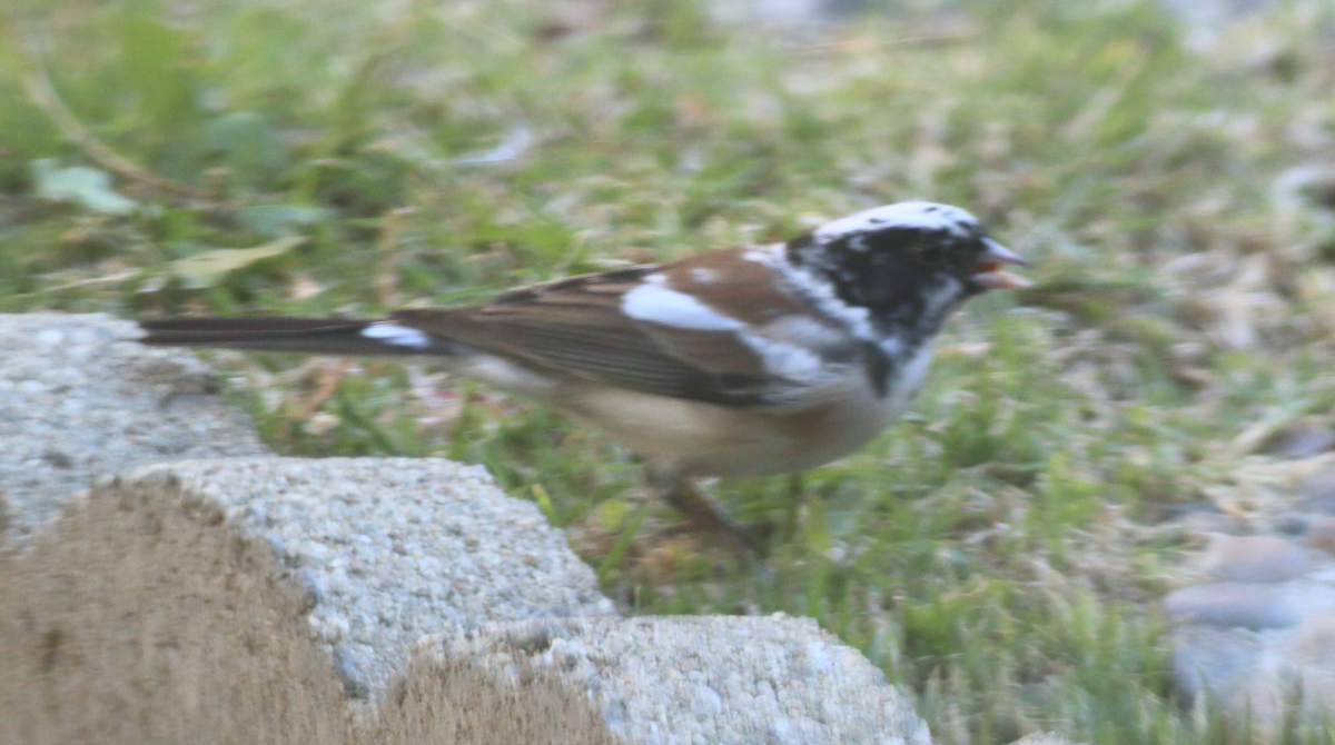 Dark-eyed Junco - ML383348481