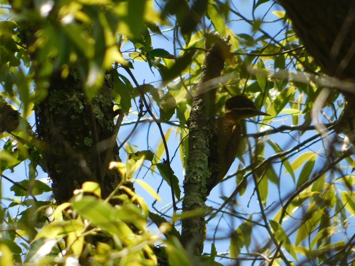 Golden-green Woodpecker - ML383349291