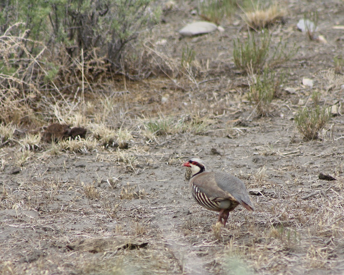 Chukar - ML383349331