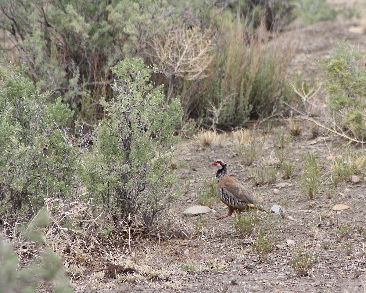 Chukar - ML383349421