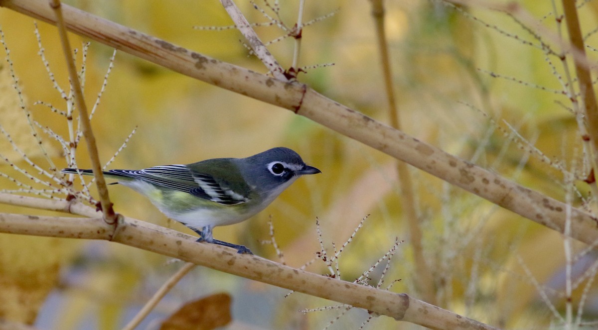 Vireo Solitario - ML38335041