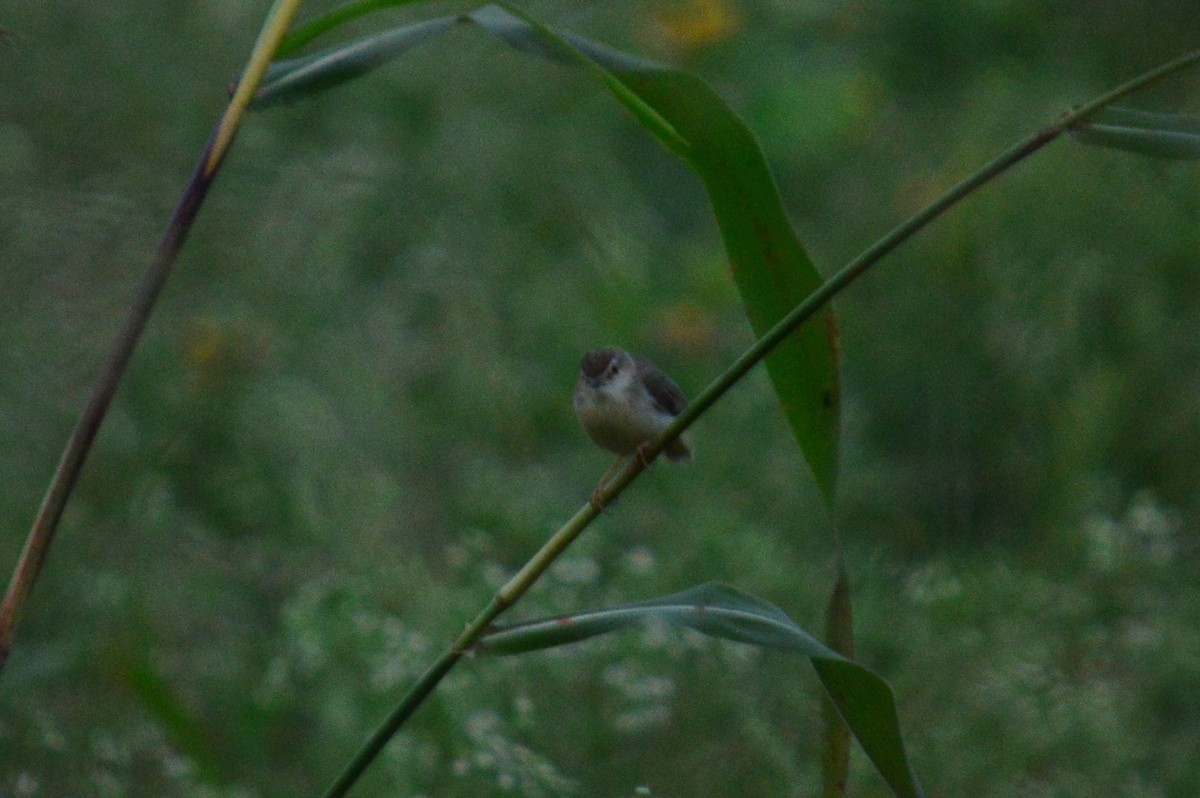 Plain Prinia - ML383350521