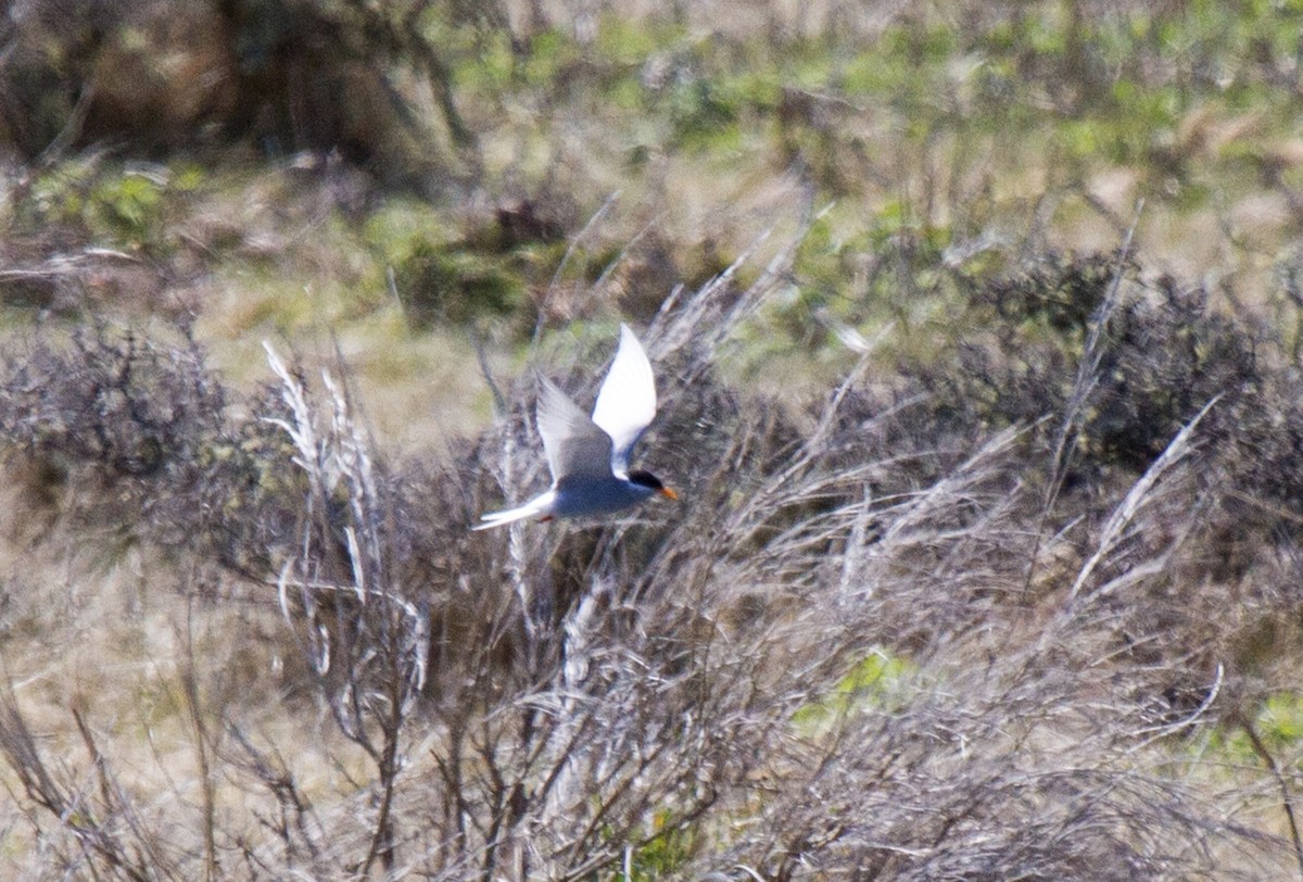 Black-fronted Tern - ML383350611
