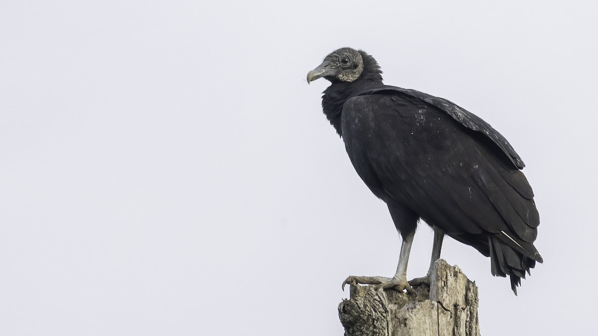 Black Vulture - ML383350661
