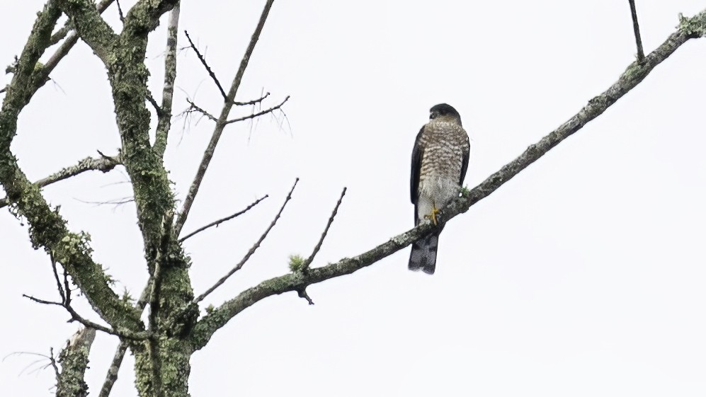 Sharp-shinned Hawk - ML383350691